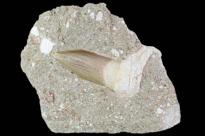 Otodus Shark Tooth Fossil in Rock - Eocene #111050